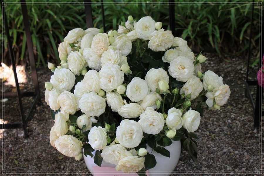 Artemis róże parkowe